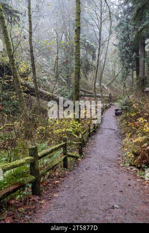 Lower Macleay Trail dans le parc forestier de Portland, Oregon. Banque D'Images