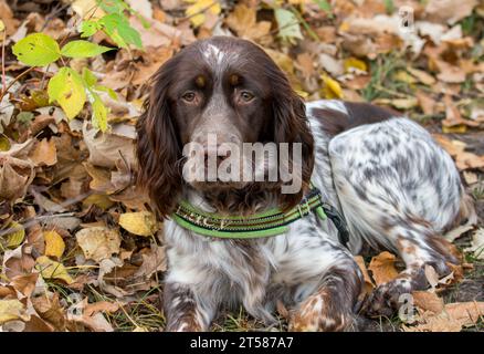 Jeune Roan coloré Springer Spaniel relaxant dans les feuilles d'automne Banque D'Images