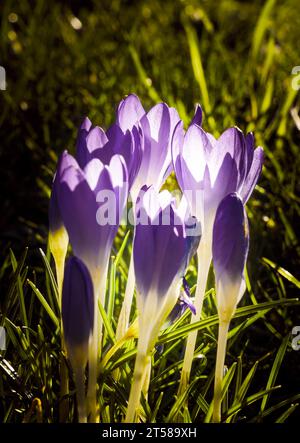 Colchicum autumnale communément appelé crocus d'automne ou safran des prairies. Banque D'Images