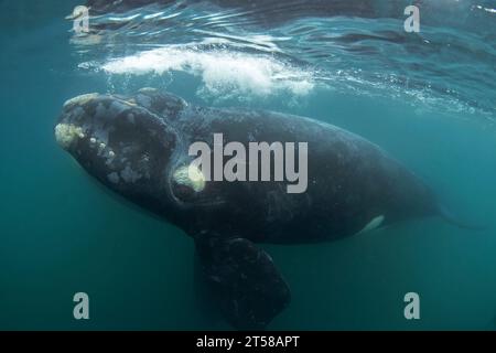 Baleine noire méridionale autour de la péninsule de Valdes. Baleine noire avec le veau se détendent dans l'eau. Vie marine épique autour de la côte Argentine. Banque D'Images