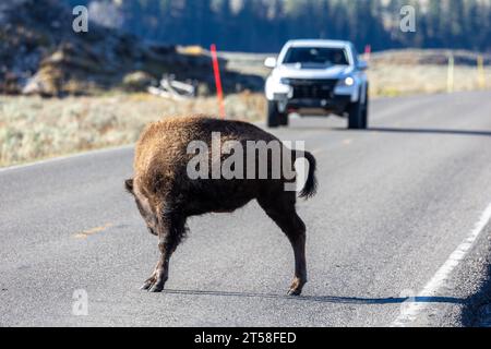 Jeune bison traversant la route dans la vallée de Lamar dans le parc national de Yellowstone Banque D'Images