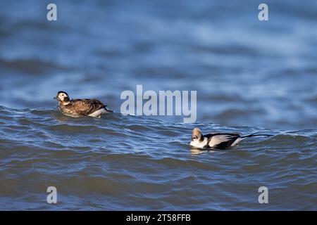 Paire de canards à longue queue (Clangula hyemalis / Anas hyemalis), mâle et femelle en plumage non-beeding nageant en mer en hiver Banque D'Images