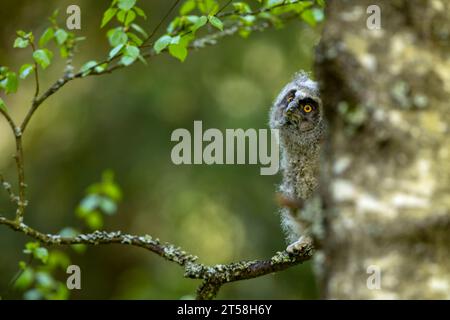 Chouette pelucheuse à oreilles longues (asio otus) assise sur la branche de bouleau. Oiseau dans l'habitat naturel, république tchèque Banque D'Images