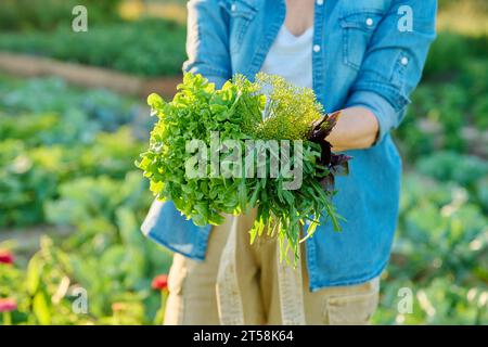 Verts, herbes épicées dans les mains de la femme gros plan dans le potager, ferme Banque D'Images