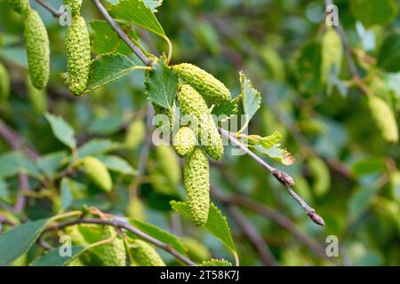 Bouleau argenté (betula pendula), gros plan d'une branche de l'arbre commun montrant les gousses de semis ou les chatons en développement. Banque D'Images