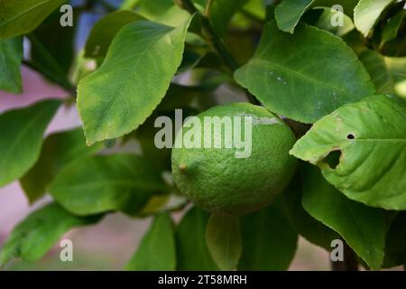 Petit citron vert sur le citronnier encore pas mûr Banque D'Images