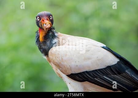 Roi Vulture (Sarcoramphus papa) - majesté gracieuse dans la forêt tropicale du Costa Rica Banque D'Images