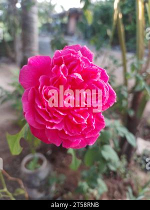 Une seule fleur rose debout sur une tige verte, placée sur un fond de petites plantes en pot et de saleté Banque D'Images