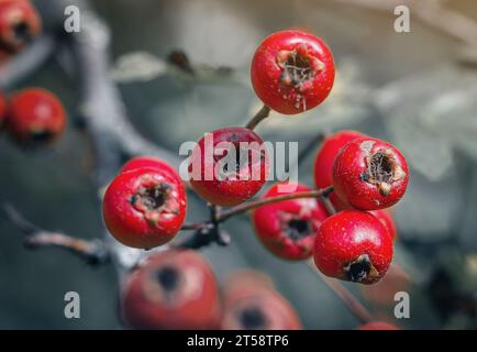 Branche d'aubépine rouge sans feuilles sur fond gris flou. Paysage fin automne dans la forêt Banque D'Images