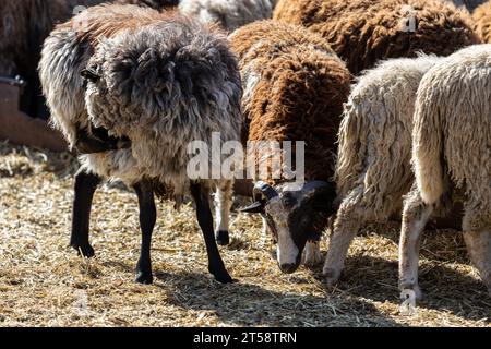 Les moutons paissent paisiblement dans la plume. Beaucoup de beaux agneaux. Les rayons du soleil illuminent la laine blanche, noire et brune des brebis. Ils hu Banque D'Images