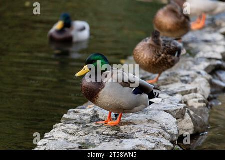 Une famille de canards, oies nage dans un canal d'eau, rivière, lac. Beaucoup de roseaux et de nénuphars. De beaux canards flottent le long de la rivière, lac, eau cha Banque D'Images