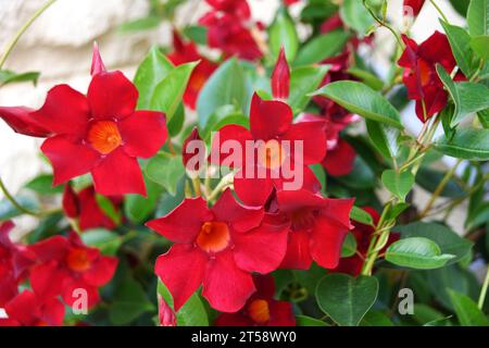 Petites fleurs rouges de Diplademia Sanderi sur fond de feuilles vertes Banque D'Images