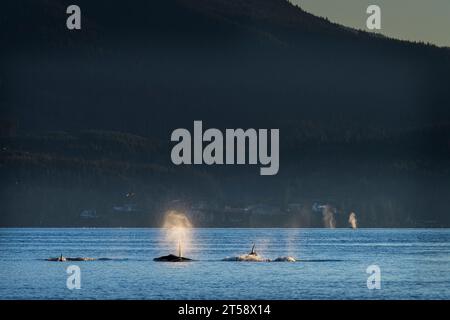 Groupe d'orques résidentes du Nord (épaulards), A34, dans le passage Weynton avec des coups de baleine à bosse et Telegraph Cove dans le fond, au large de Vancouver Banque D'Images