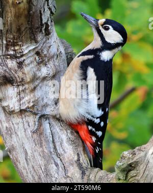 Grand pecker maculé femelle (Dendrocopos major) sur un vieux tronc d'arbre mort dans une forêt de chênes Banque D'Images