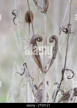 Feuilles sèches incurvées et inflorescences épineuses brunes mûres de la cuillère à café de Fuller (Dipsacus sativus) à l'automne Banque D'Images