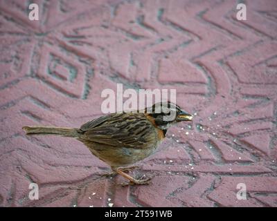 Sparrow, Rufous Collared. Tunja, Colombie, Amérique du Sud Banque D'Images