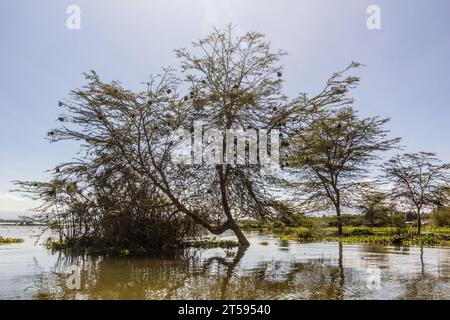 Le tisserand du village (Ploceus cucullatus) niche sur le lac Naivasha, au Kenya Banque D'Images