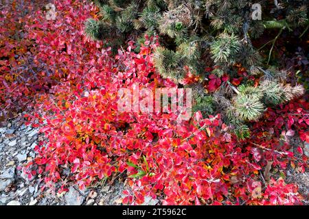 Rhus aromatica, communément appelée feuilles de sumac parfumées, deviennent des nuances de rouge attrayantes en automne. Un arbuste dense, à faible croissance, en rameaux Banque D'Images