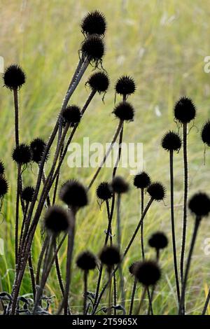 Séché, têtes de graines, coneflorescences, automne, échinacées Banque D'Images