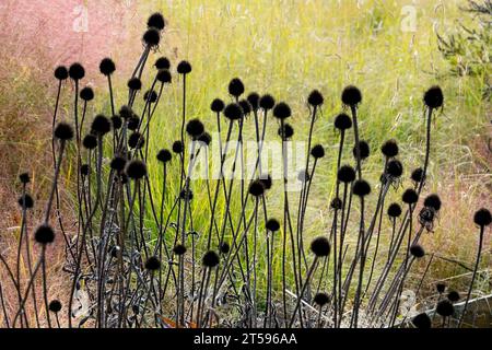 Têtes mortes, coneflowers sur tiges, séchés, têtes de graines, échinacée, herbe, prairie, jardin, échinacées plantes de jardin mortes Banque D'Images