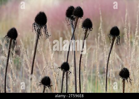 Automne, herbacé, têtes mortes, coneflowers, séchés, fleurs, automne, têtes, échinacée, plante de jardin morte de coneflower pourpre Banque D'Images