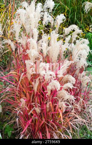 Herbe jeune fille, Miscanthus sinensis 'Hiawatha', Rouge, herbe ornementale en octobre jardin, automne, graminées décoratives touffetées de couleur Banque D'Images