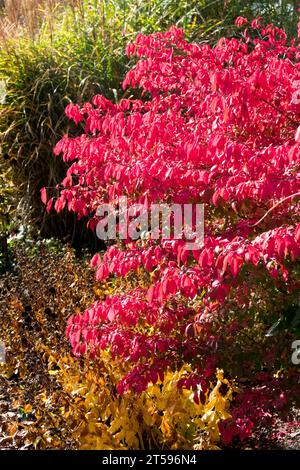 Buisson brûlant compact Euonymus alatus 'Compactus' Banque D'Images