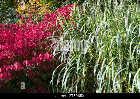 Un beau jardin d'automne octobre le contraste des couleurs de l'herbe et le buisson coloré Euonymus alatus Miscanthus sinensis 'Cabaret' frontière Banque D'Images