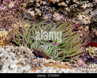 Anémone de Snakelocks (Anemonia viridis) sur un rocher à marée basse Banque D'Images