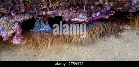 Anémone de Snakelocks (Anemonia viridis) sur un rocher à marée basse Banque D'Images