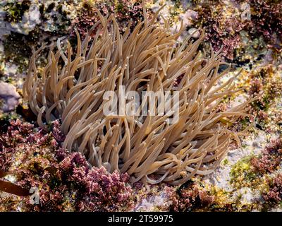 Anémone de Snakelocks (Anemonia viridis) sur un rocher à marée basse Banque D'Images