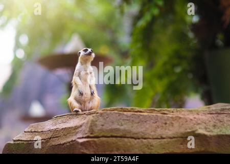 Mignon surikat debout sur un rocher. Attention au danger. Suricate dans le désert africain. Banque D'Images