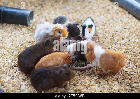 Cobaye. Soins aux animaux. Animal domestique. Les cobayes multicolores jouent et mangent. Mignon rongeur. Banque D'Images