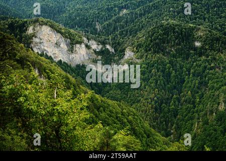 La réserve forestière de Perucica est l'une des dernières forêts primitives restantes en Europe, en Bosnie-Herzégovine Banque D'Images