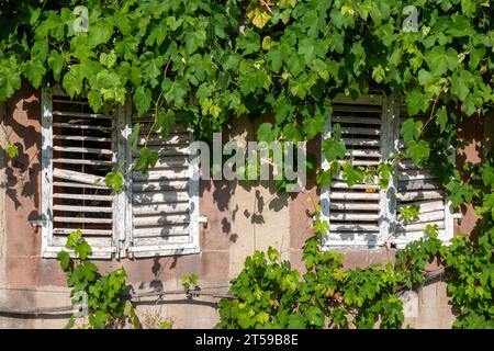 Volets blancs et raisins de vigne à la vieille maison en Bourgogne, France Banque D'Images