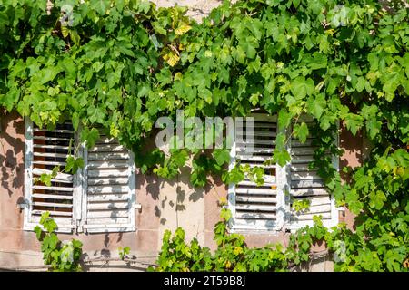 Volets blancs et raisins de vigne à la vieille maison en Bourgogne, France Banque D'Images