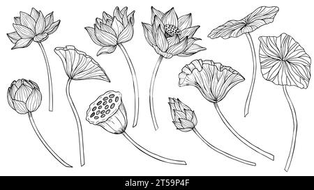Jeu de vecteurs Lotus. Dessin linéaire avec des fleurs et des feuilles en noir et blanc. Illustration gravée de nénuphars dans le style de contour pour spa ou design zen. Gravure monochrome pour icône ou logo. Illustration de Vecteur
