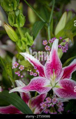 Pièce maîtresse avec une prise verticale Stargazer Lily Banque D'Images