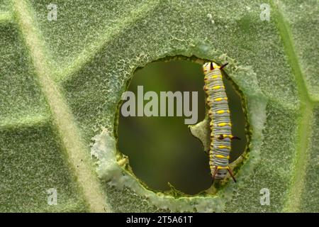 Larve de papillon monarque africain se nourrissant d'un trou de feuille géante de Calotropis. Caterpillar. Banque D'Images