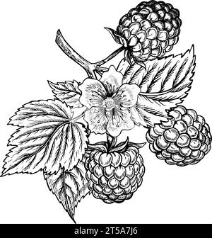 Branche de framboise, illustration vectorielle graphique en noir et blanc dessinée à la main. Isolé sur fond blanc. Pour les emballages, les étiquettes et les produits d'impression. Illustration de Vecteur