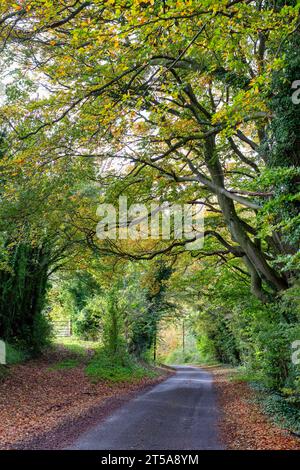 Automne dans la campagne de l'Oxfordshire, Angleterre Banque D'Images