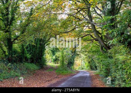 Automne dans la campagne de l'Oxfordshire, Angleterre Banque D'Images