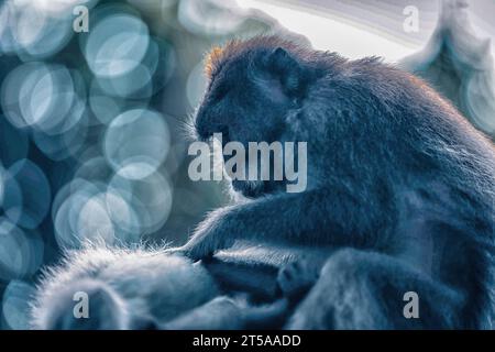 Singe macaque balinais à longue queue nettoyant ses petits. Banque D'Images