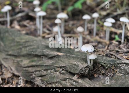 Deux petits champignons blancs (Termitomyces Microcarpus) fleurissent à l'intérieur d'un trou d'une tige d'arbre morte tombée sur le sol. Plusieurs même variété mushroo Banque D'Images