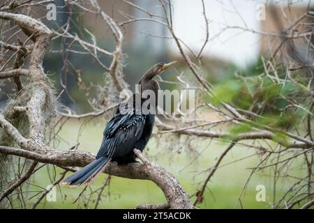 Un grand oiseau anhinga reposant sur une branche d'arbre dans les terres humides de Floride Banque D'Images