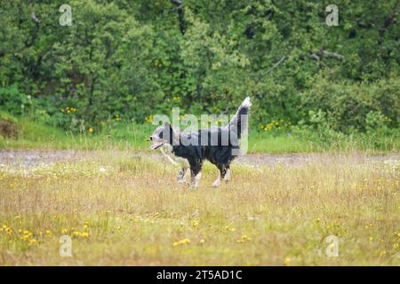 Adorable jeune chien de race border collie court et joue avec un bâton sur la prairie dans le parc pendant l'été le week-end Banque D'Images