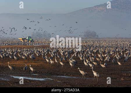 Grues migrantes au parc ornithologique et naturel du lac Hula dans le nord d'Israël. Banque D'Images