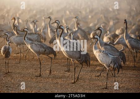 Grues migrantes au parc ornithologique et naturel du lac Hula dans le nord d'Israël. Banque D'Images