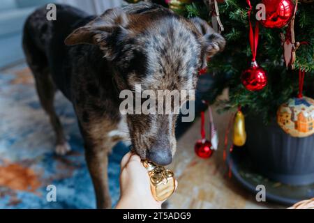 curieux grand chien gris reniflant jouet de noël dans la main du propriétaire debout devant l'arbre de noël décoré Banque D'Images