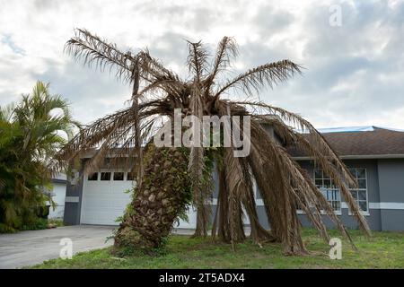 Palmier mort avec des branches sèches sur la cour de la maison de Floride. Concept de suppression d'arbre Banque D'Images